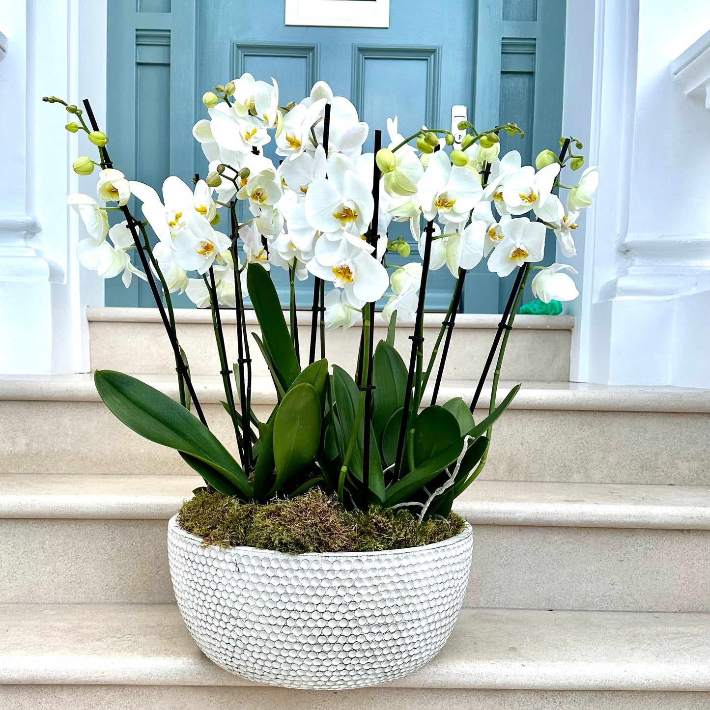 Orchid Planter