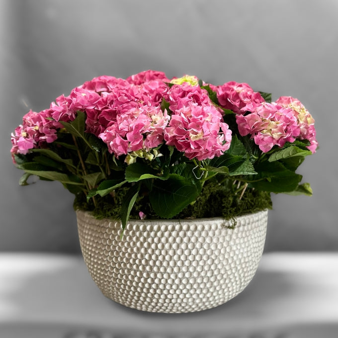 Pink Hydrangea planter