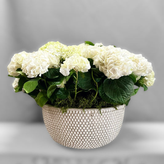 White Hydrangea Planter