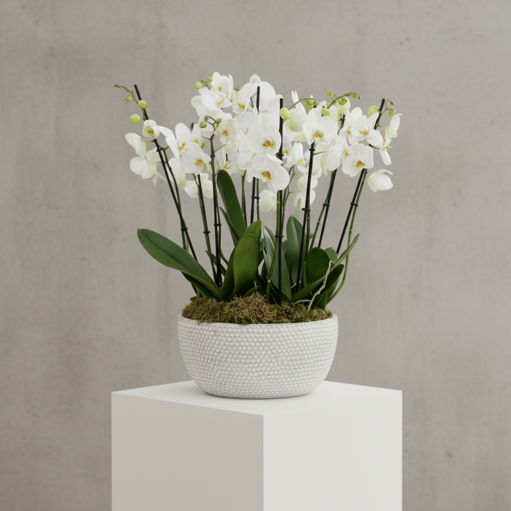 A potted artificial white orchid arrangement with green leaves and stems, set in a textured white ceramic pot on a white pedestal against a gray concrete wall.