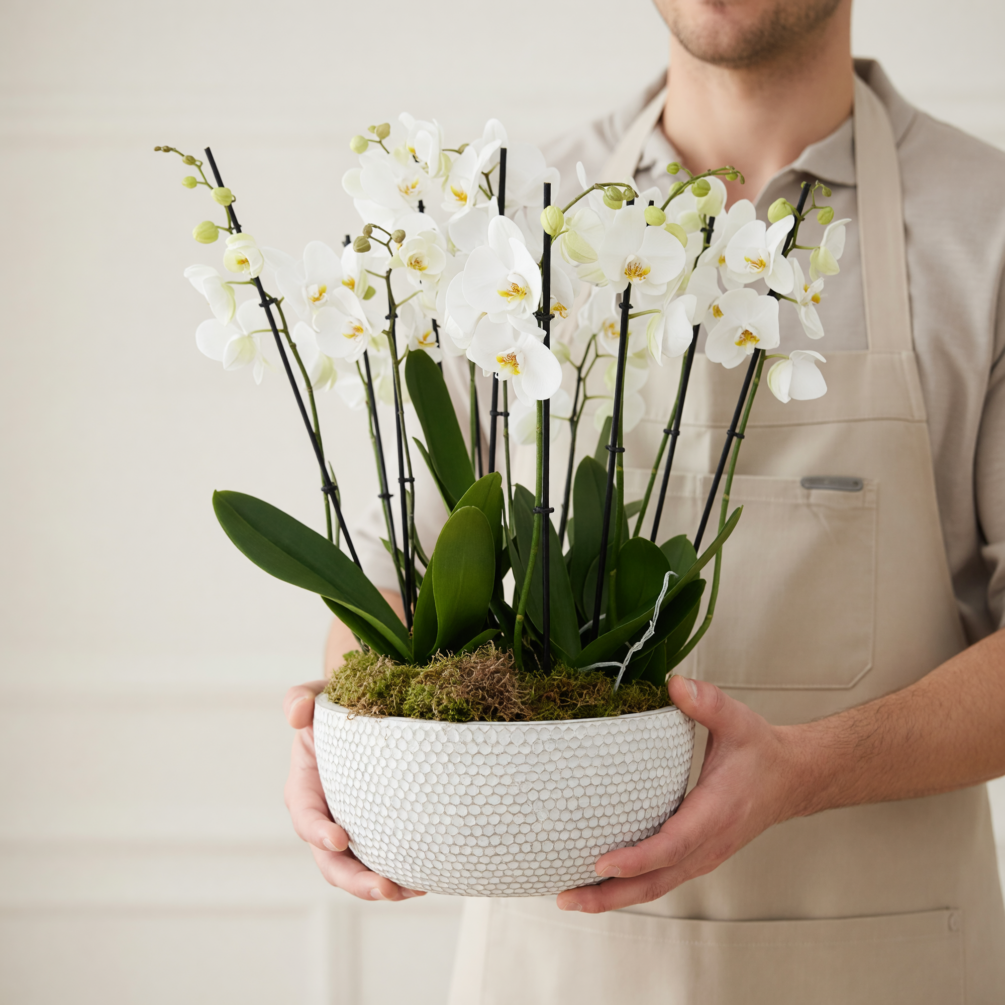 A person wearing a beige apron holds a white textured ceramic planter filled with white Phalaenopsis orchids, green leaves, and moss against a soft beige background.