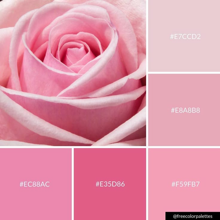A pink rose close-up collage with six color swatches labeled in hex code, including #E7CCD2, #E8A8B8, #EC88AC, #E35D86, and #F59FB7.