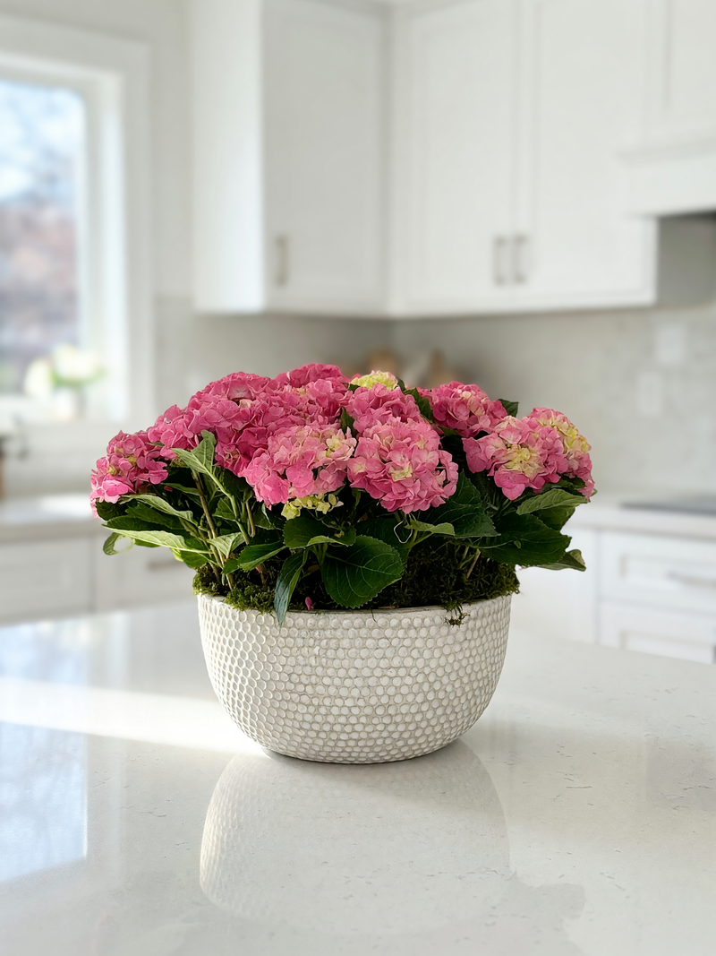 Pink hydrangea plant arrangement displayed on a coffee table in a bright London home