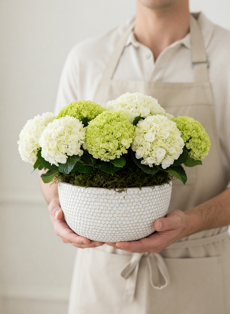 A person wearing a beige shirt and apron holds a white textured ceramic planter filled with green and white hydrangea blooms and dark moss.